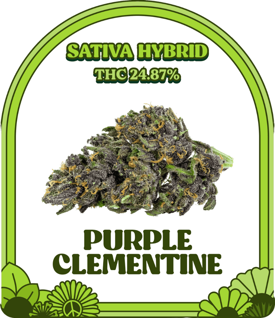 Purple Clementine