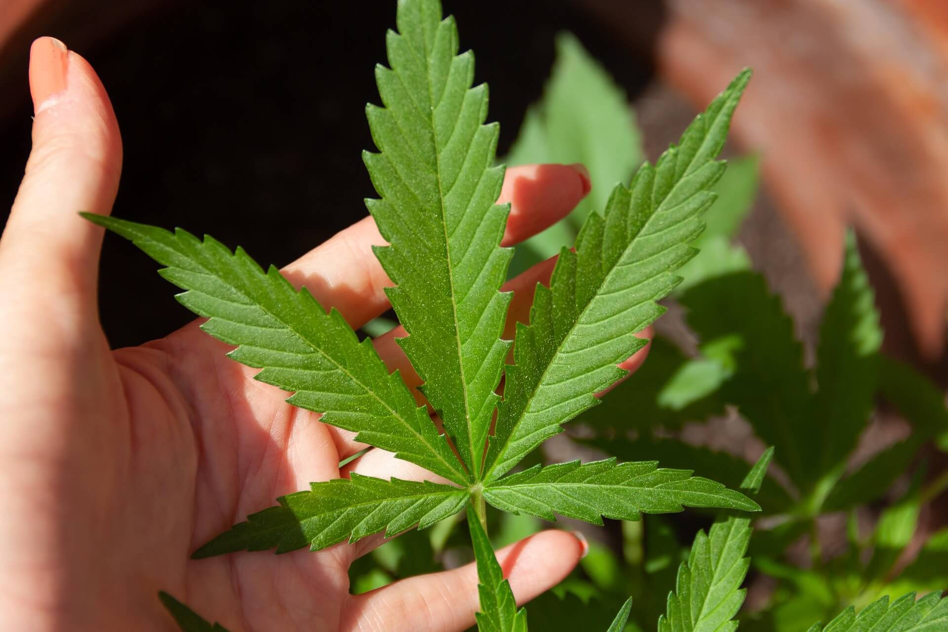 Cannabis Detoxing