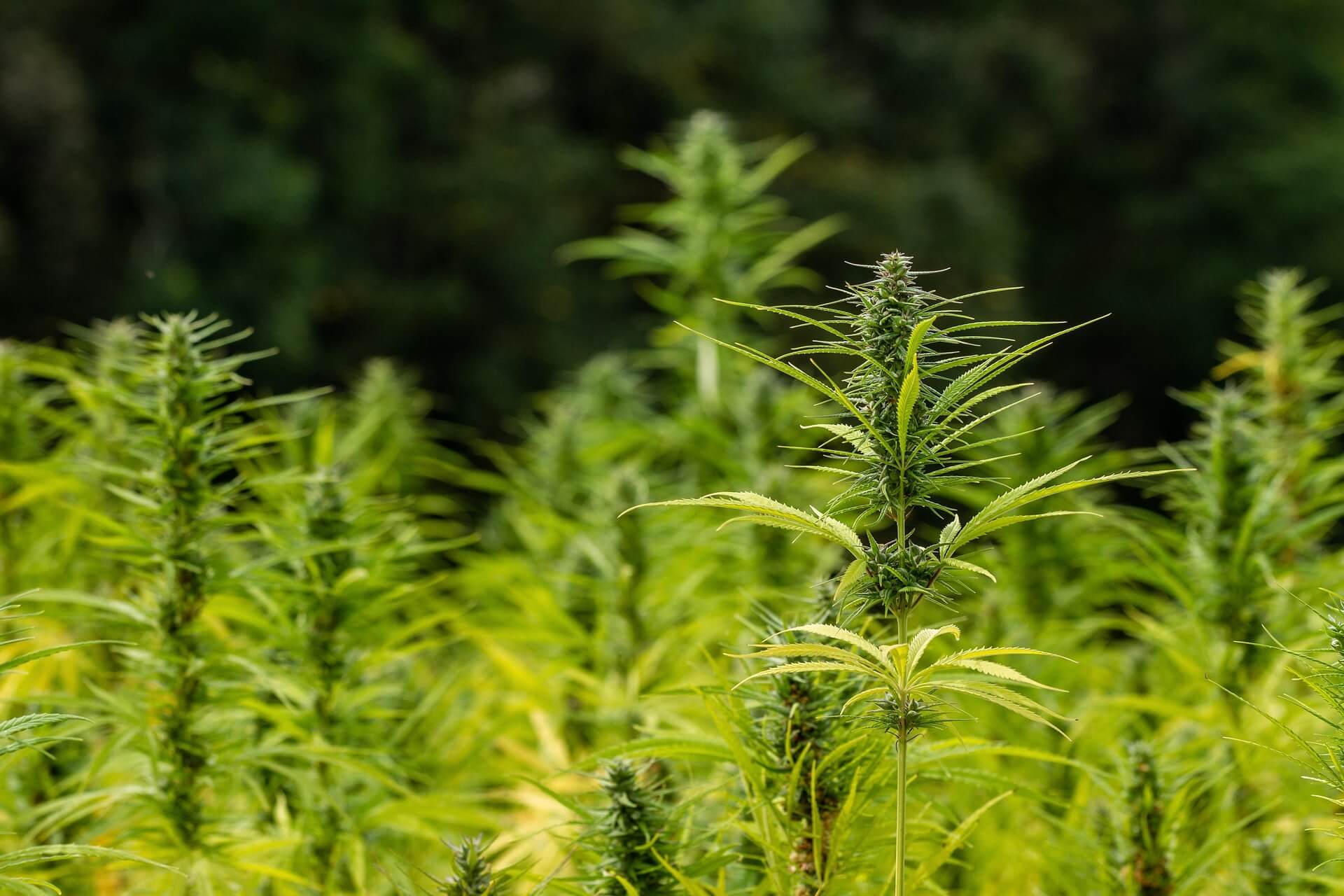 Cannabis hemp in 2025