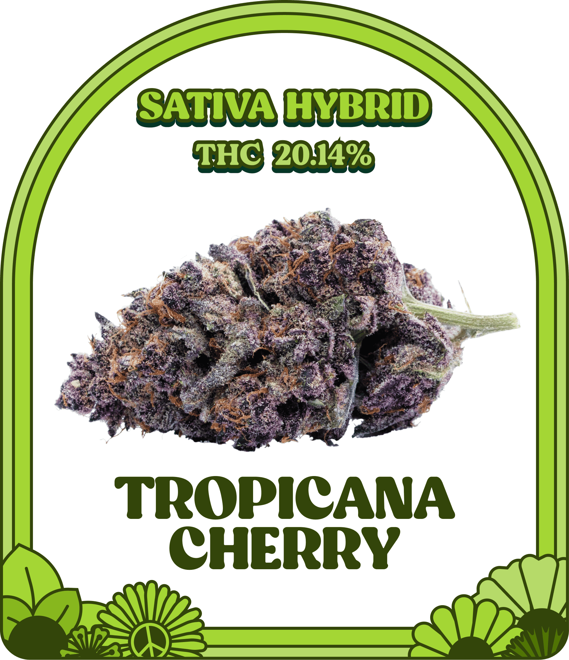 Tropicana Cherry Strain