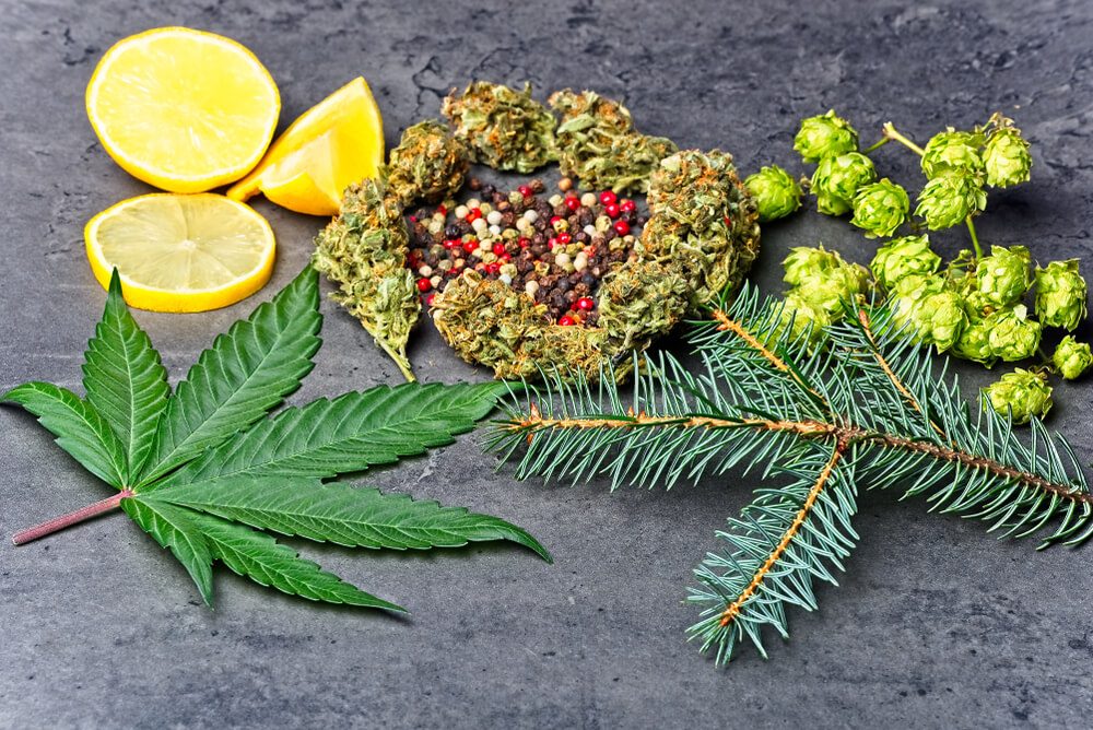 terpenes in Cannabis