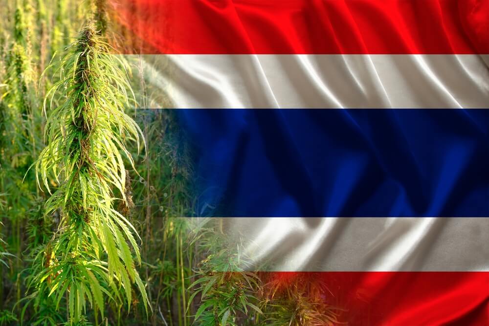 Bangkok Marijuana Tourism