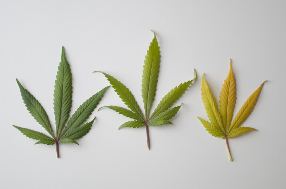 The Endocannabinoid System
